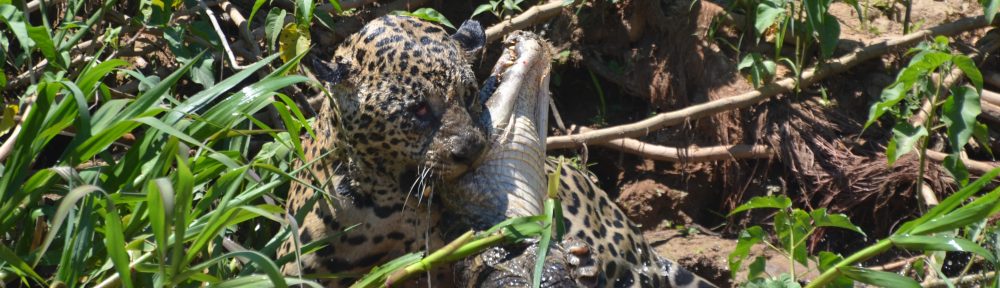 Un arc en ciel en Chemin