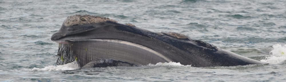 Un arc en ciel en Chemin